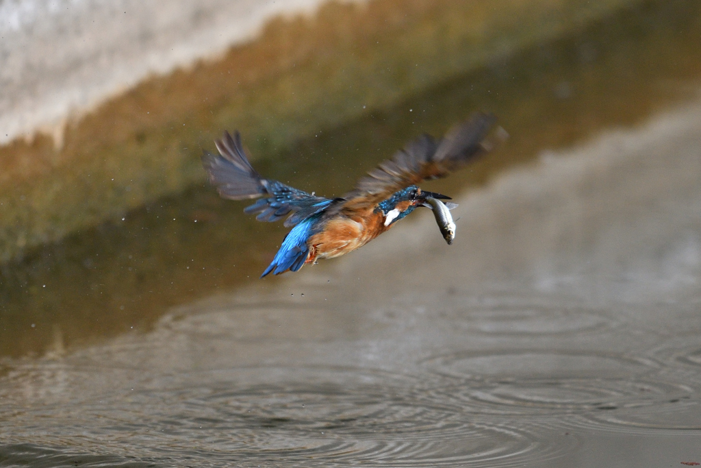捕ったぞ 2017_25