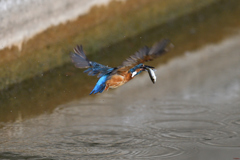 捕ったぞ 2017_25