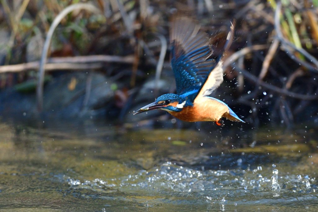 小えび？ゲット 2