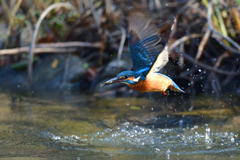 小えび？ゲット 2