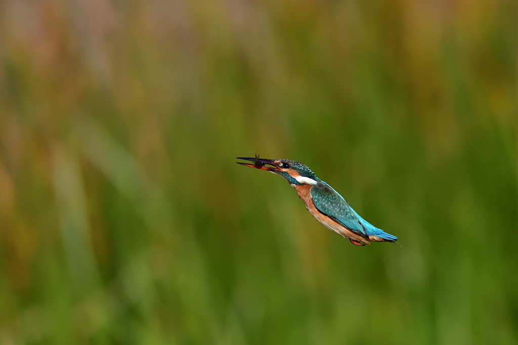 魚をゲットし上昇