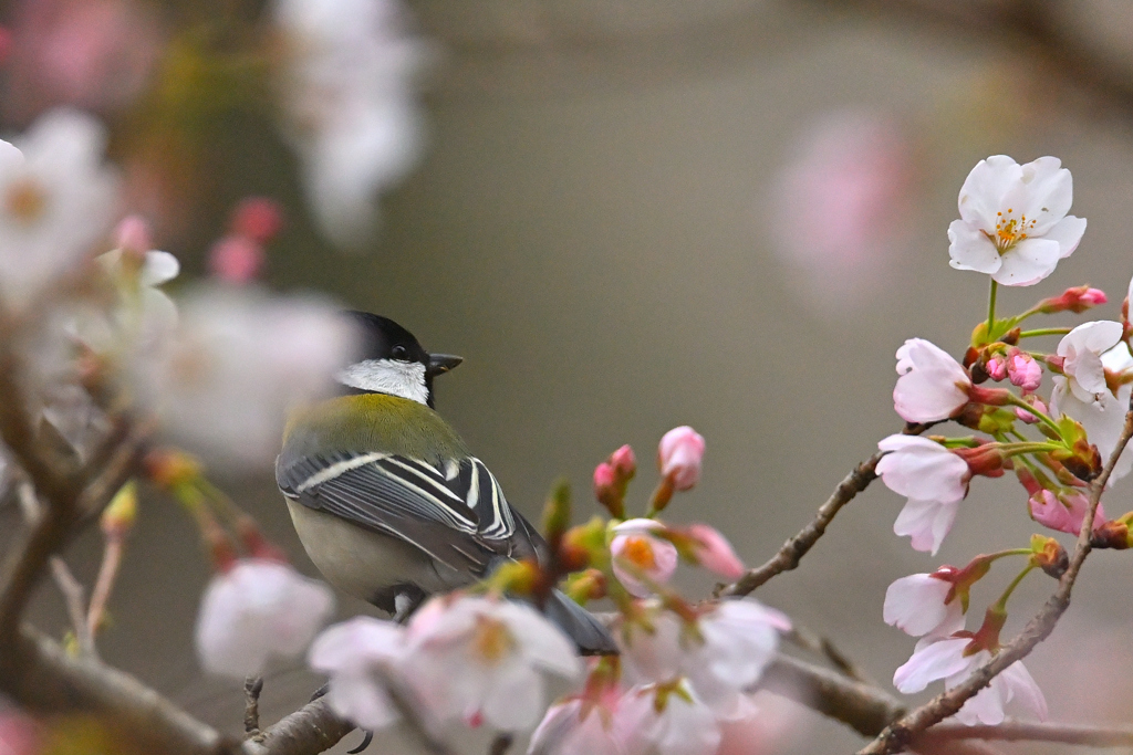 花見