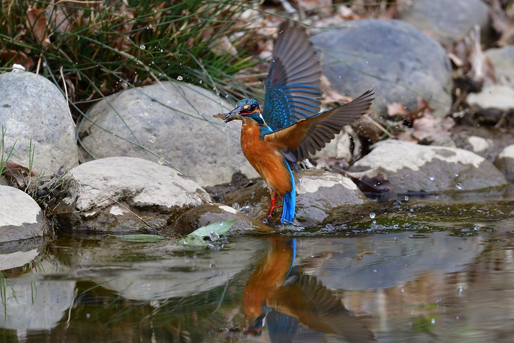 えびゲット 2020_16