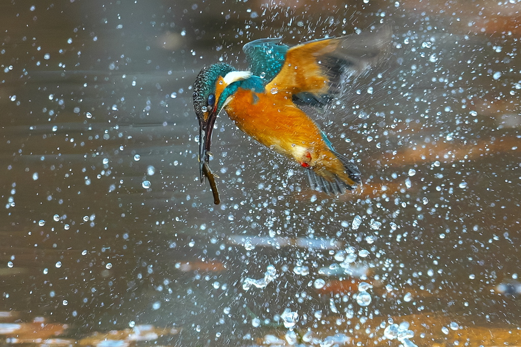 小エビと茎のサンドイッチ
