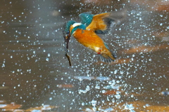 小エビと茎のサンドイッチ
