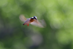 ホバ三昧 2018_34