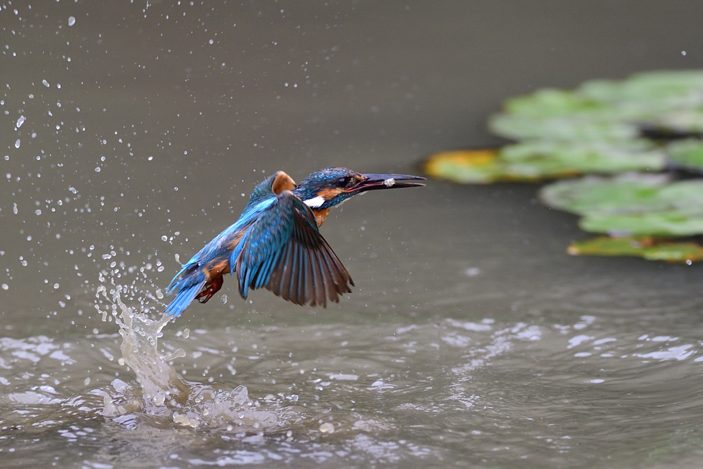 お魚ゲット 2020_32