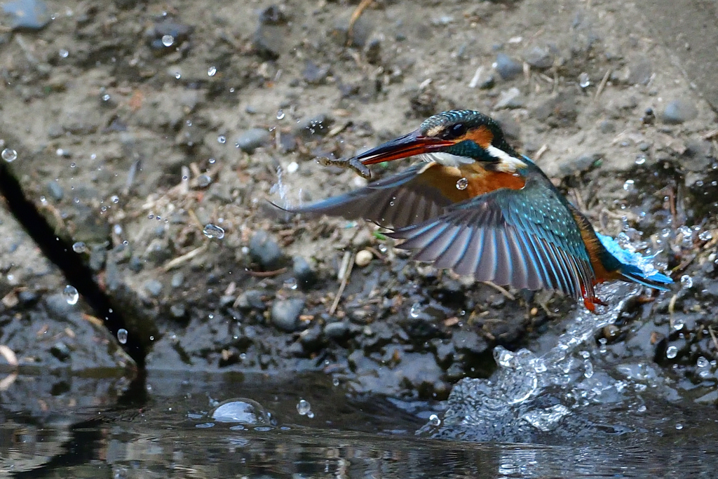 お魚ゲット 2019_84