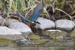 えびゲット 2019_47