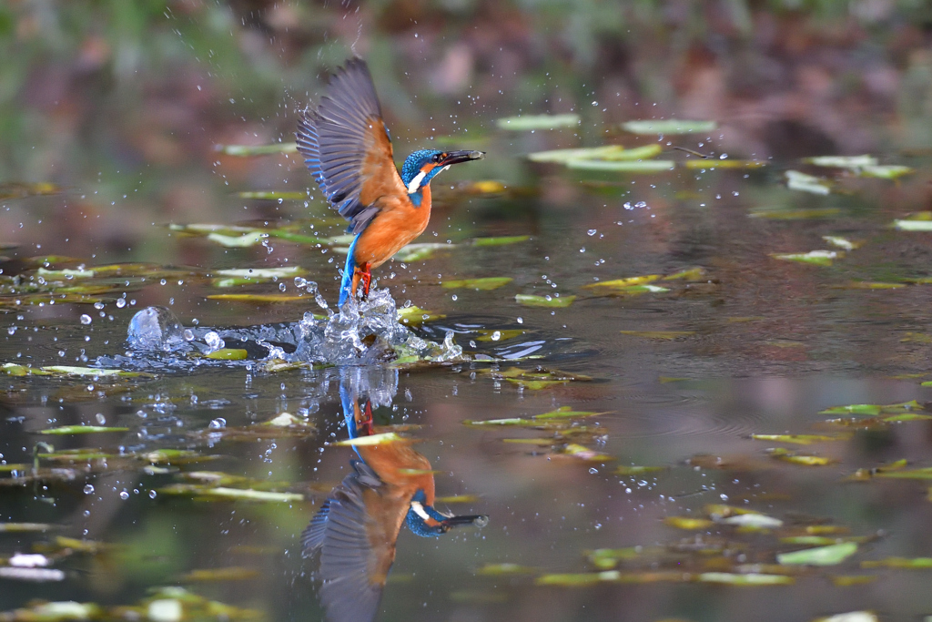 リフレクション－秋