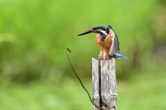 あれ？魚じゃ無い！