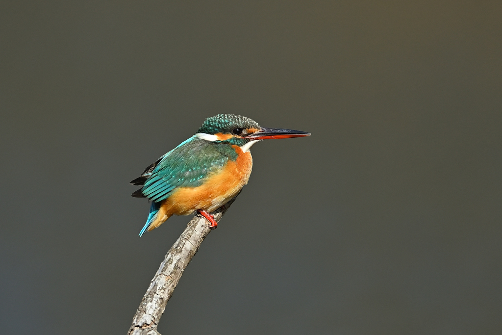 ポートレート 2