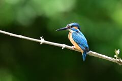 ポートレート A-15