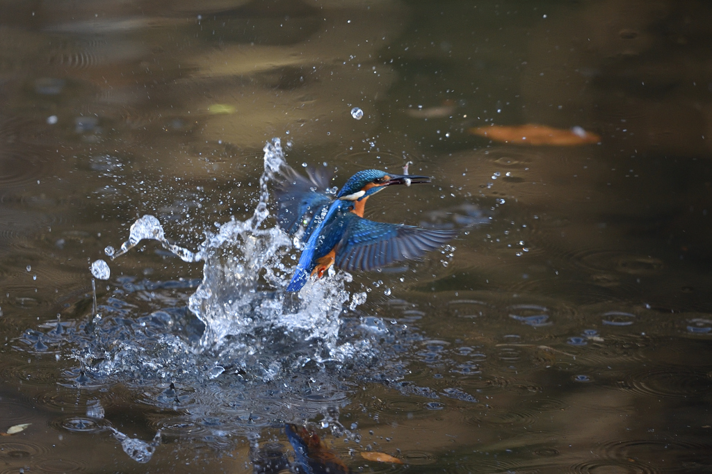 捕ったぞ 2017_45
