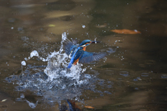 捕ったぞ 2017_45