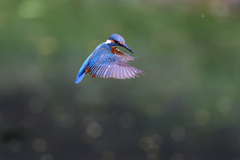 ホバリング 2020_26