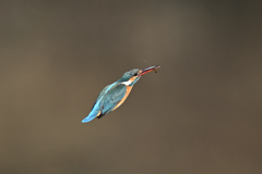 止まり木めざし 2