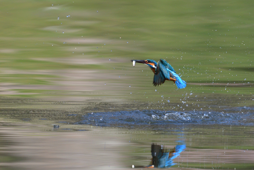 お魚ゲット 2018_47