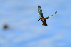 ホバリング 2021_31