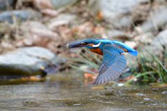 えびゲット 2020_19