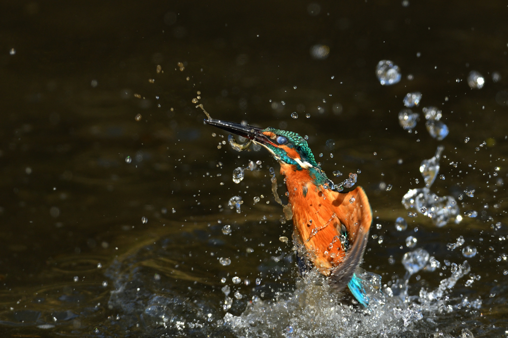 お魚ゲット 2020_46