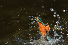 お魚ゲット 2020_46