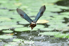 お魚ゲット 2019_59