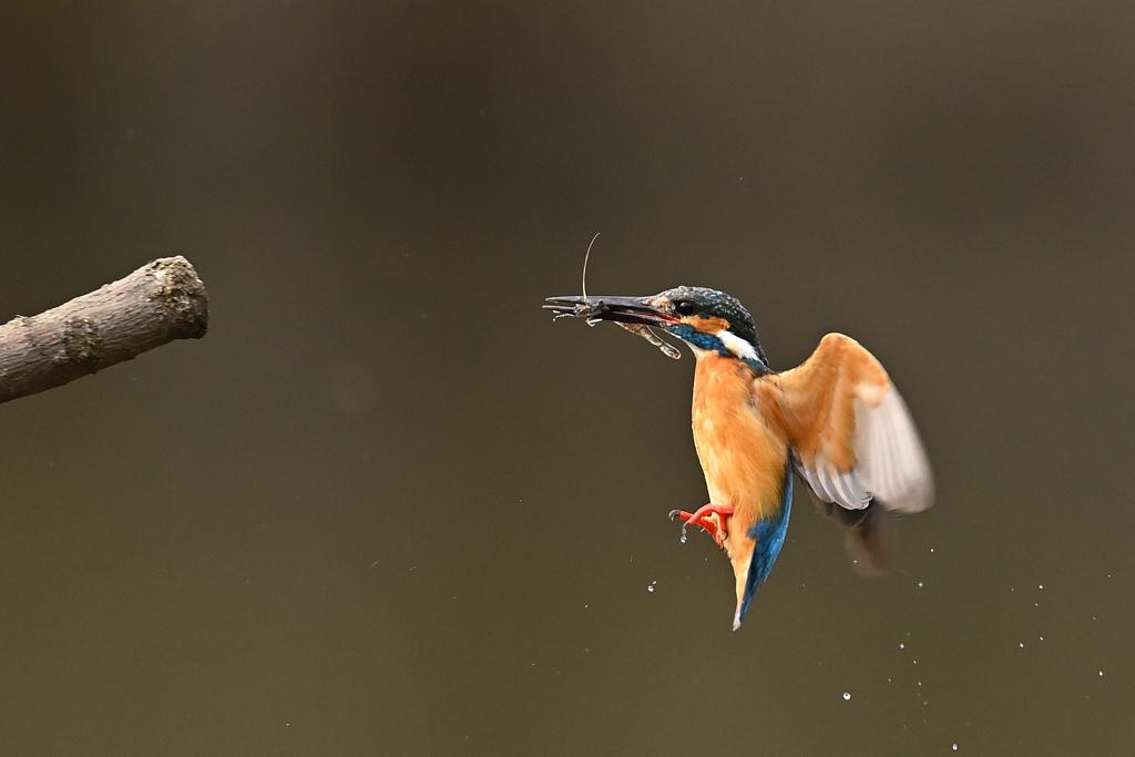 止まり木めざし