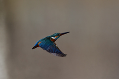 ダイブ戻り 2017_7