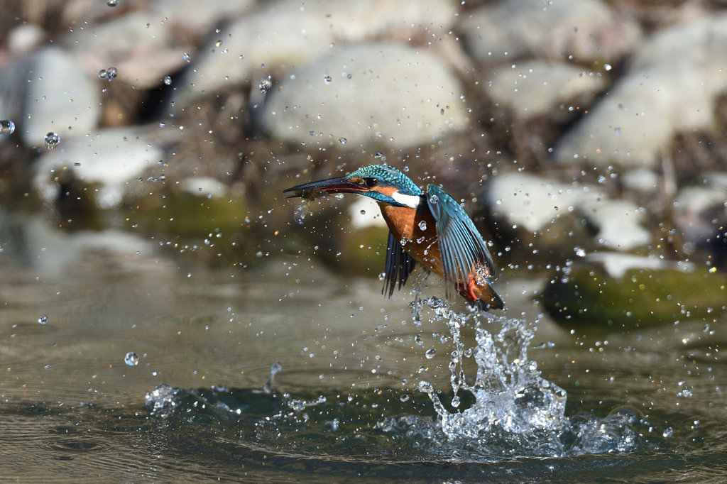 えびゲット 2020_5