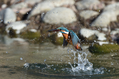 えびゲット 2020_5