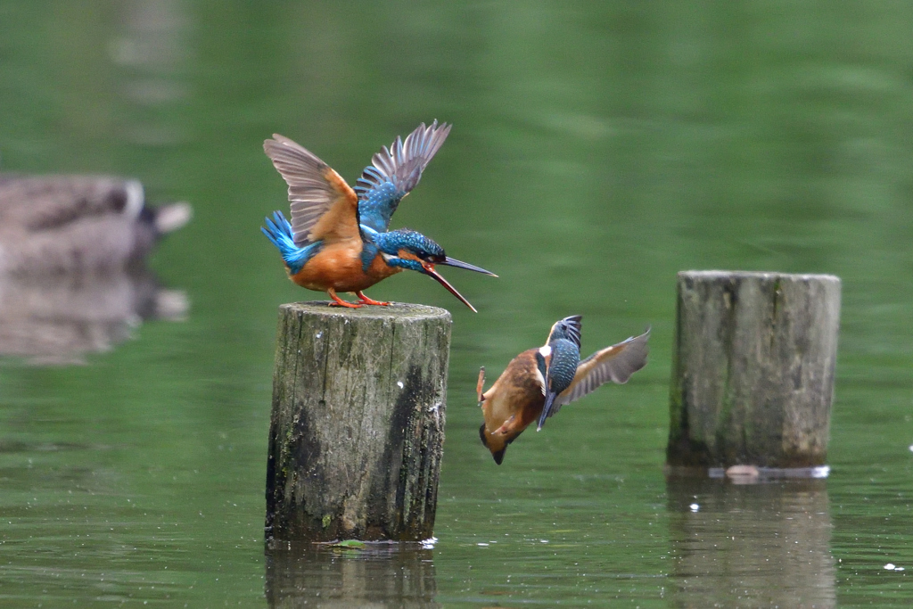 カワセミは我が子を新緑の池に落とす 1