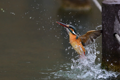 スプラッシュ 2021_5