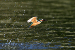 お魚ゲット 2021_59