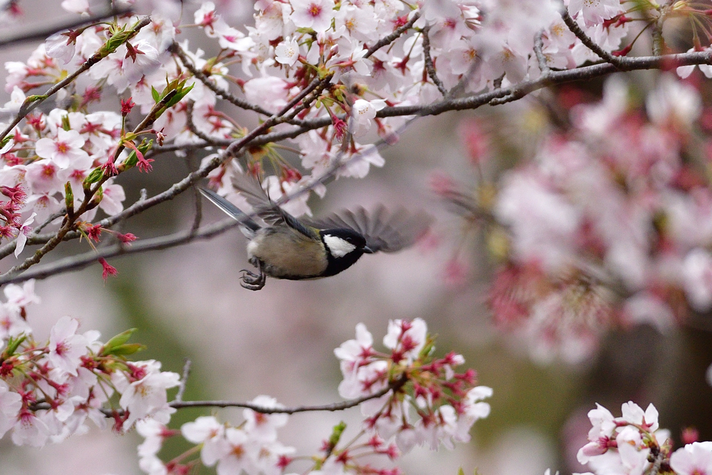 桜満開 6