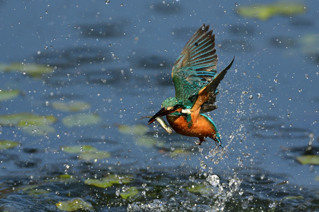 お魚ゲット 2021_10