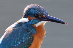 ポートレート 2020_2