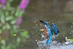 花とカワセミ