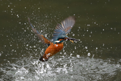 えびゲット 2021_16