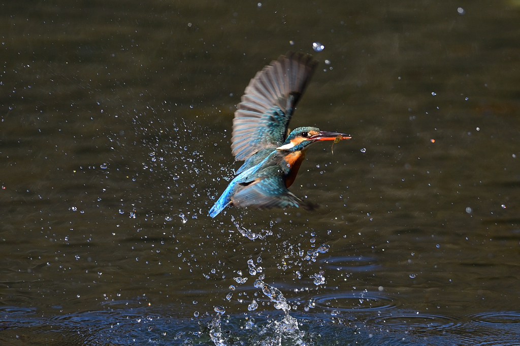 えびゲット 2021_2