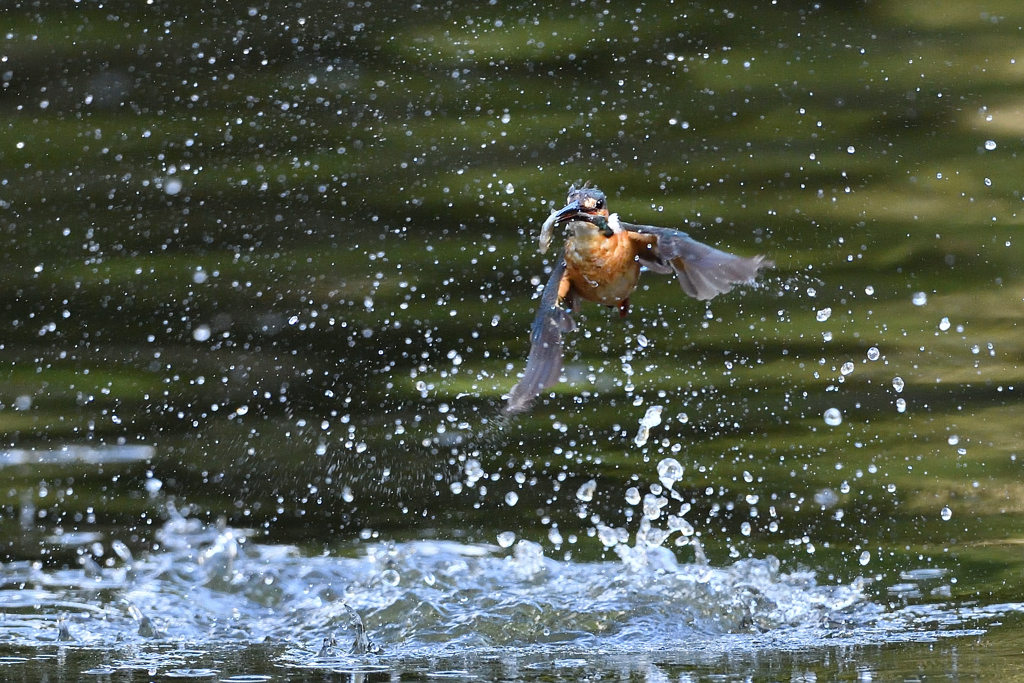 お魚ゲット 2021_71