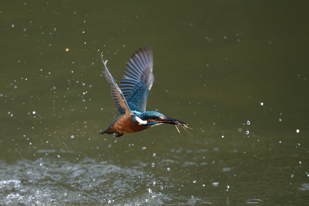 えびゲット 2019_46
