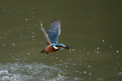 えびゲット 2019_46