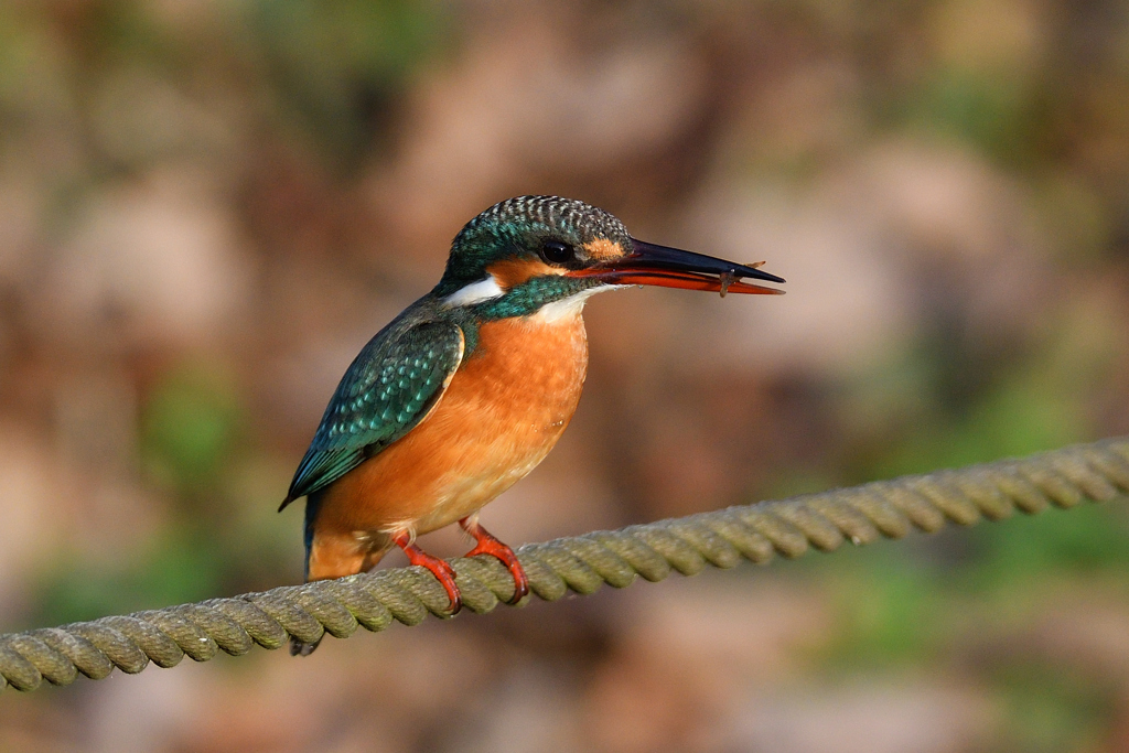 ポートレート 2