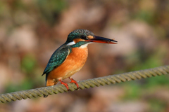 ポートレート 2