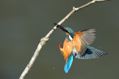 魚を咥えて帰還 2021_1