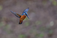 ホバリング 2021_11