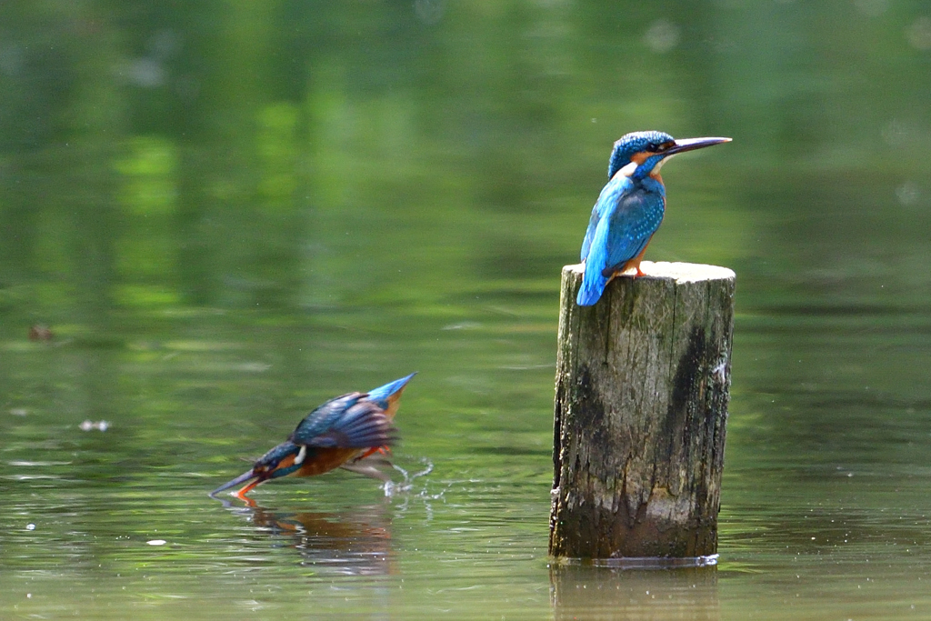 オスの前で水浴び