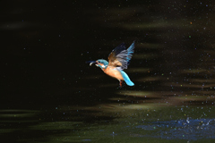 お魚ゲット 2021_90