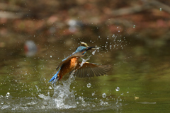 お魚ゲット 2021_23